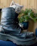 Kitten_addedContrast