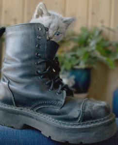 Kitten_lowContrast