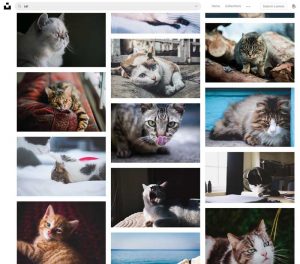 Unsplash.com Cat Search