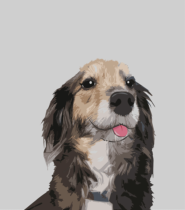 Katara the dog profile image