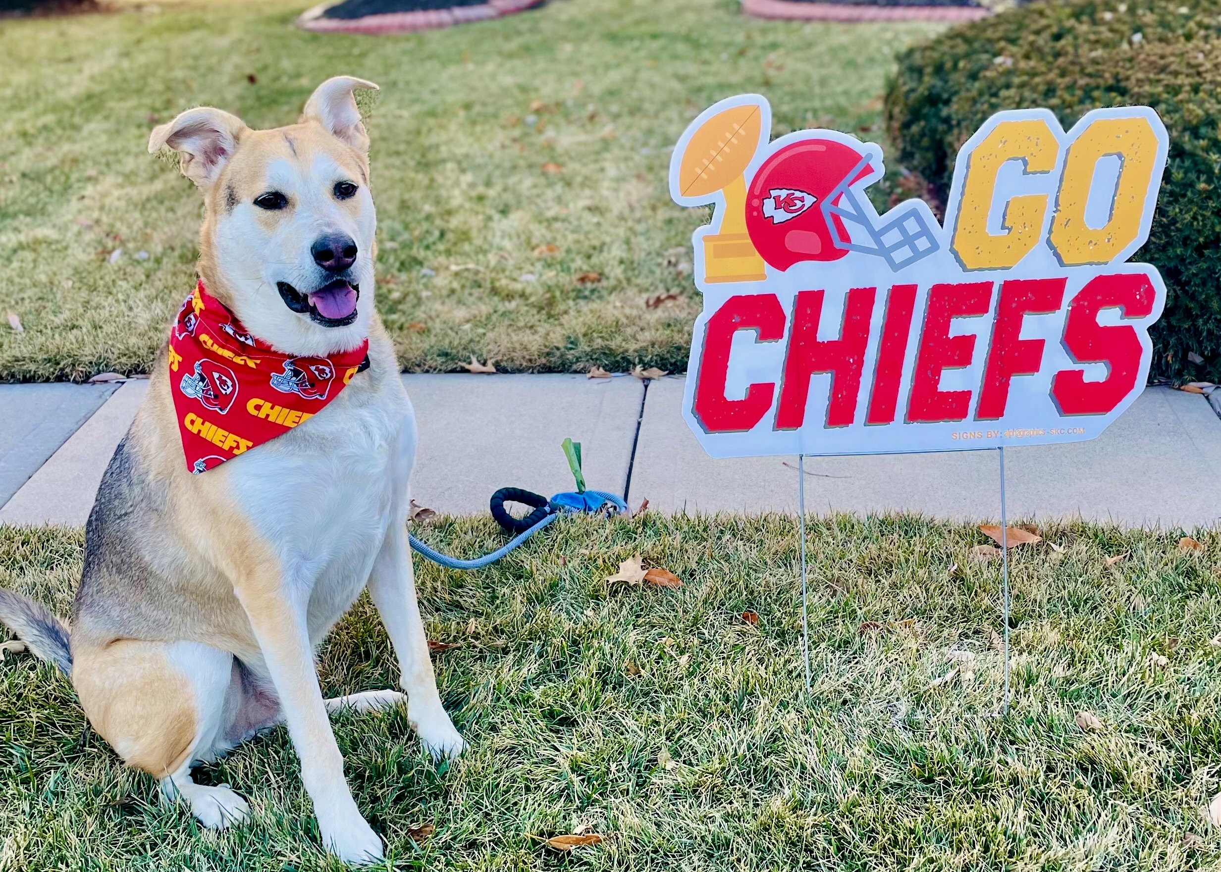 Dog with sign