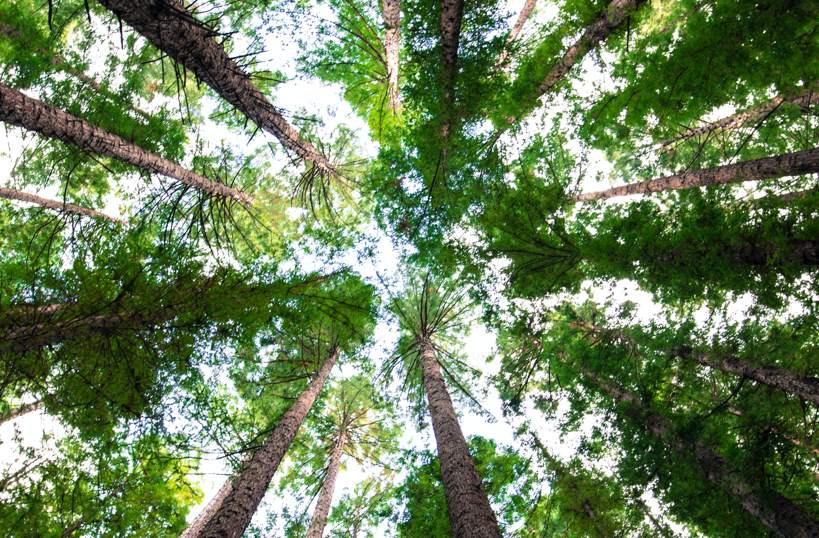 Planting New Trees, One Paper at a Time