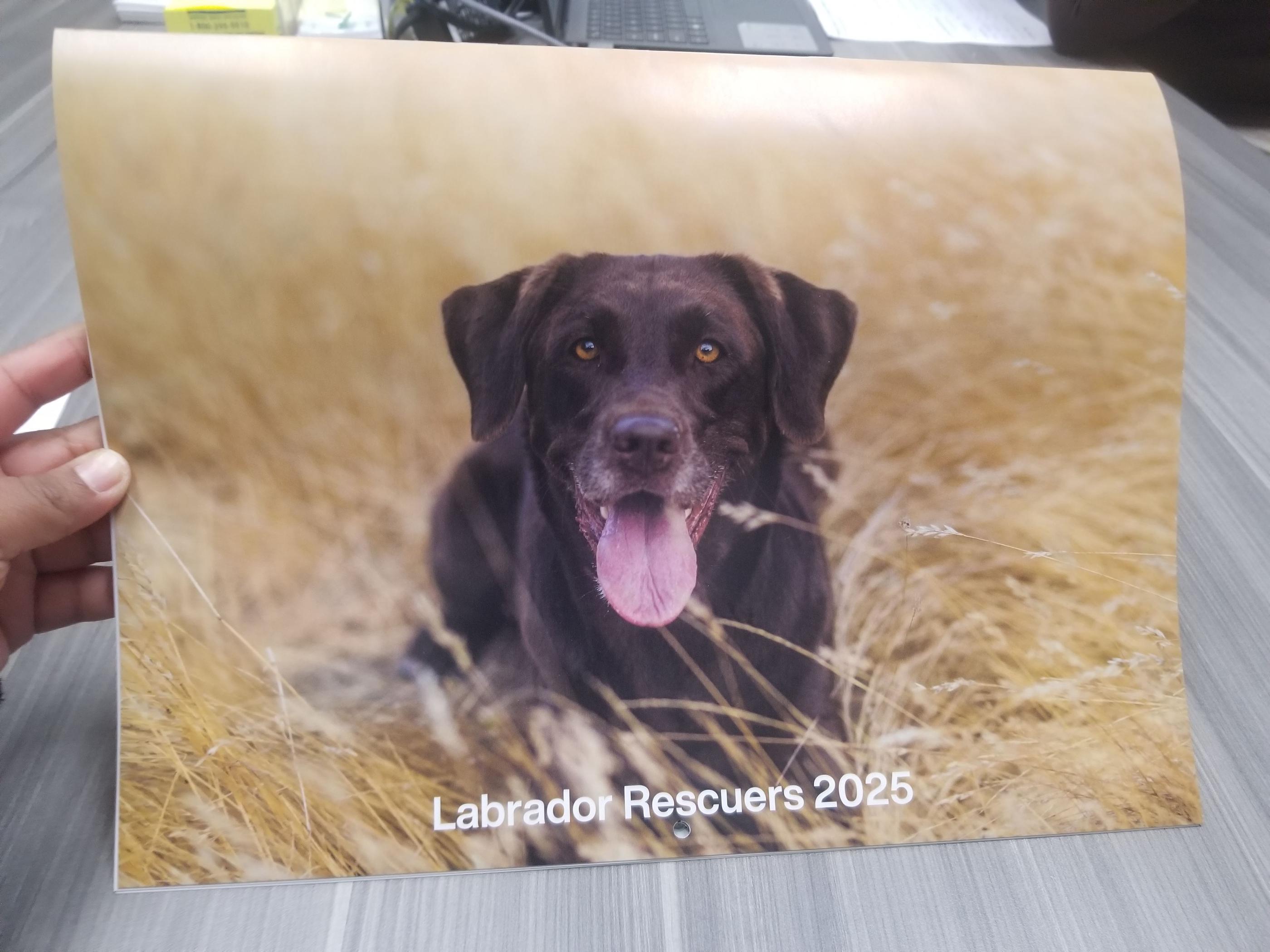Labrador Rescuers Calendar