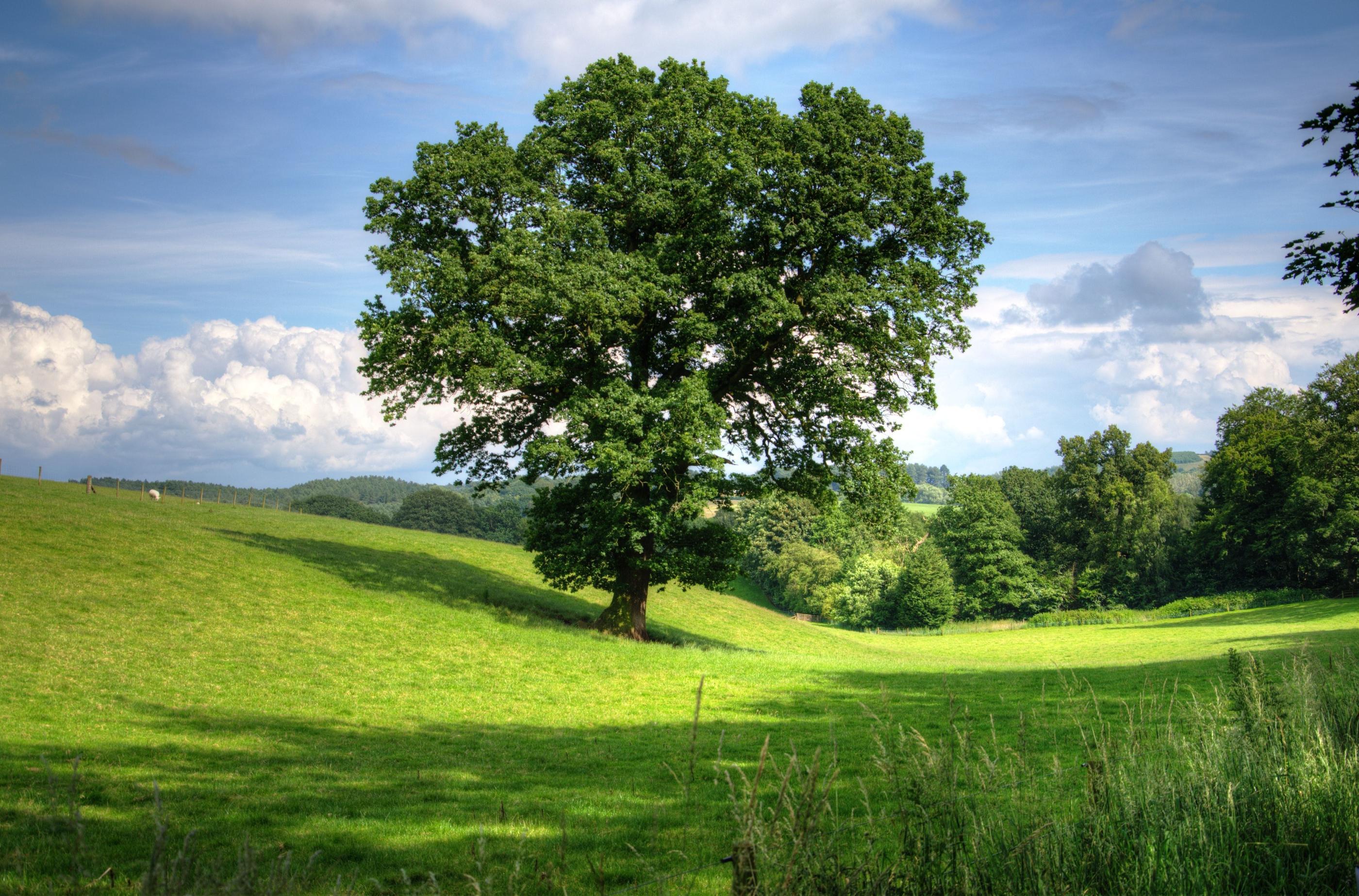 Arbor Day: AlphaGraphics Reforests 26,000 Trees