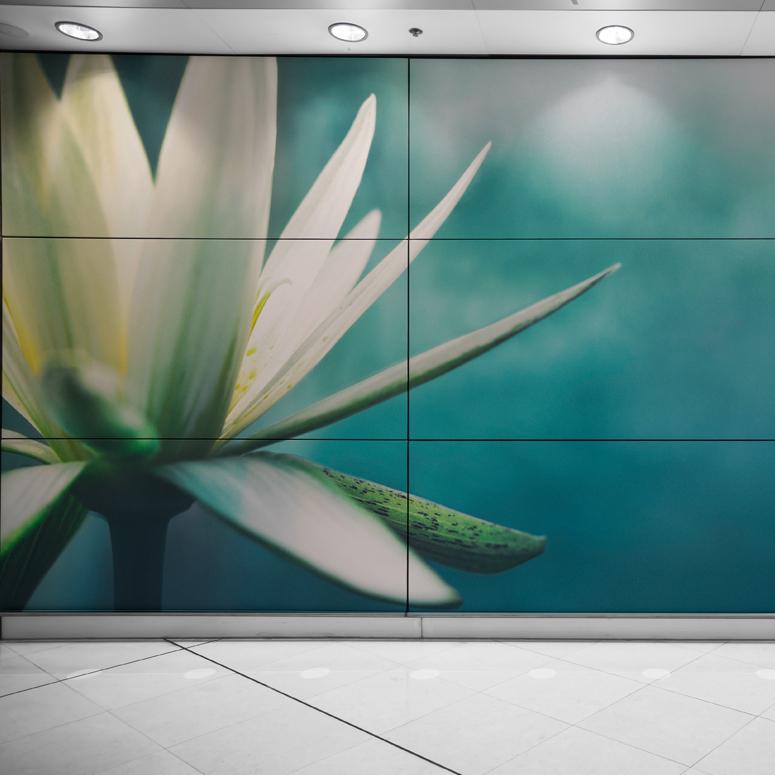 Wall Graphic